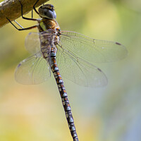 Buy canvas prints of Migrant Hawker dragonfly by Sarah Perkins