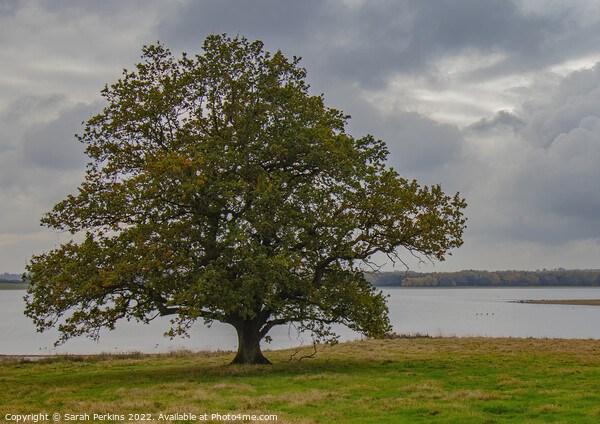 Lonely Oak over Rutland water Picture Board by Sarah Perkins