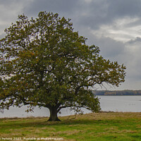 Buy canvas prints of Lonely Oak over Rutland water by Sarah Perkins