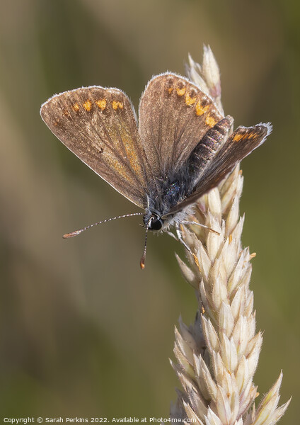 Brown Argus Butterfly Picture Board by Sarah Perkins
