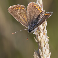 Buy canvas prints of Brown Argus Butterfly by Sarah Perkins