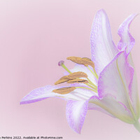 Buy canvas prints of full pink Lily by Sarah Perkins