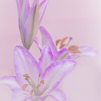 Buy canvas prints of Pink Lilies by Sarah Perkins