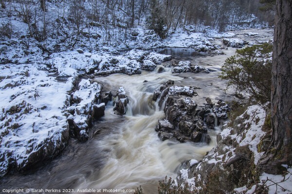 Pitlochry stream in winter Picture Board by Sarah Perkins