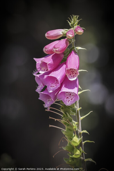 Foxgloves Picture Board by Sarah Perkins