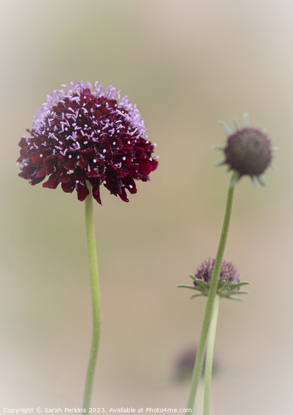 Scabiosa Black Knight Picture Board by Sarah Perkins