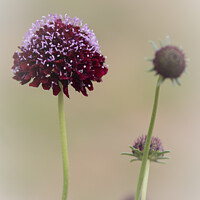 Buy canvas prints of Scabiosa Black Knight by Sarah Perkins