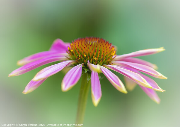 Pink Echinacea Picture Board by Sarah Perkins
