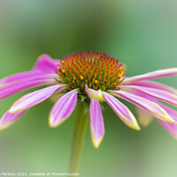 Buy canvas prints of Pink Echinacea by Sarah Perkins