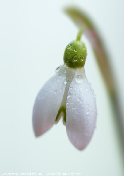 Dew covered Snowdrop Picture Board by Sarah Perkins
