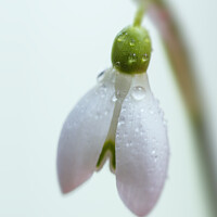 Buy canvas prints of Dew covered Snowdrop by Sarah Perkins