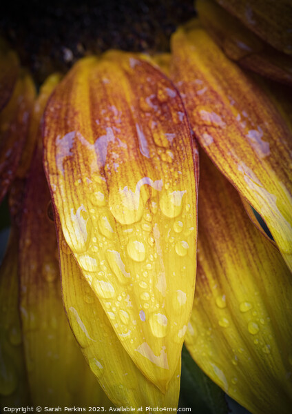 Waterdroplets on a Sunflower petal Picture Board by Sarah Perkins
