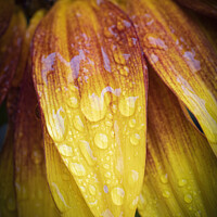 Buy canvas prints of Waterdroplets on a Sunflower petal by Sarah Perkins