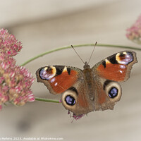 Buy canvas prints of Peacock Butterfly by Sarah Perkins