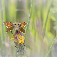 Buy canvas prints of Large Skipper at Rest by Sarah Perkins