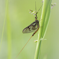Buy canvas prints of Mayfly by Sarah Perkins