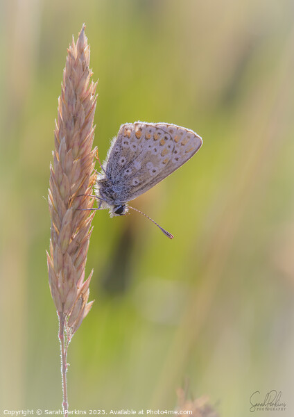 Brown Argus Picture Board by Sarah Perkins