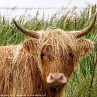 Buy canvas prints of Highland Coo in the Rain by Mary M Rodgers