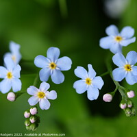 Buy canvas prints of Forget-me-not. by Mary M Rodgers