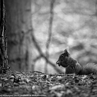 Buy canvas prints of Squirrel B&W by Mary M Rodgers