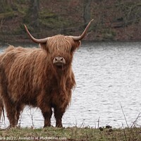Buy canvas prints of Highland Coo at the Loch by Mary M Rodgers