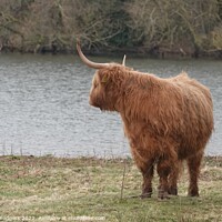 Buy canvas prints of Highland Coo Scotland by Mary M Rodgers