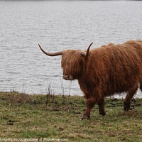 Buy canvas prints of Highland Coo Scotland  by Mary M Rodgers