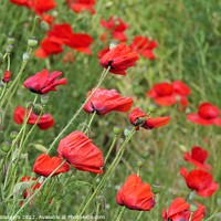 Buy canvas prints of Poppies by Mary M Rodgers