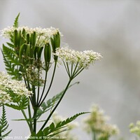 Buy canvas prints of Cow Parsley  by Mary M Rodgers