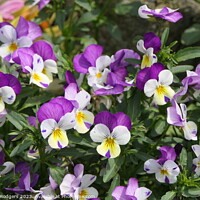 Buy canvas prints of Pansies by Mary M Rodgers