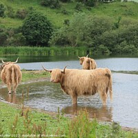 Buy canvas prints of Coos in the Loch by Mary M Rodgers