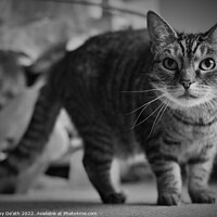 Buy canvas prints of Cat's life. by Bobby De'ath