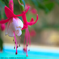 Buy canvas prints of A close up of a Pink and White flower by the pool by Anthony Clark