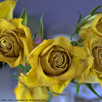 Buy canvas prints of Old Yellow Roses by Anthony Clark