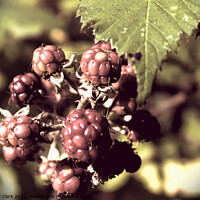 Buy canvas prints of Berries by Anthony Clark