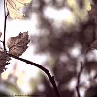Buy canvas prints of Leaves In The Sun by Anthony Clark