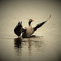 Buy canvas prints of Goose by Alan Gray