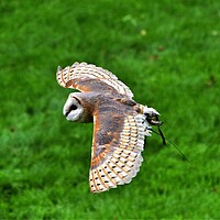 Buy canvas prints of A Barn owl flying over top of a grass covered field by Alan Gray