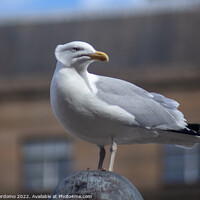 Buy canvas prints of Dundonian Gull by Angel Perdomo