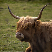 Buy canvas prints of Highland Cow by Angel Perdomo
