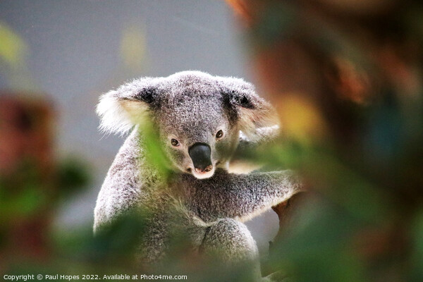 A close up of a koala Picture Board by Paul Hopes