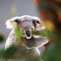 Buy canvas prints of A close up of a koala by Paul Hopes