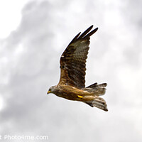 Buy canvas prints of Red Kite by Paul Hopes
