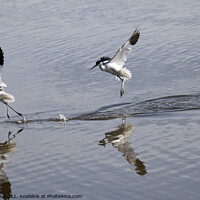 Buy canvas prints of Avocets by Paul Hopes
