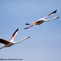 Buy canvas prints of Flamingos in flight by Paul Hopes