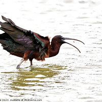 Buy canvas prints of Glossy Ibis by Paul Hopes