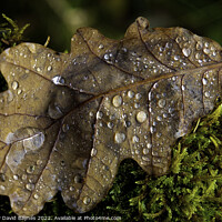 Buy canvas prints of Oak Leaf on moss with water drops by Anthony David Baynes ARPS