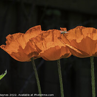 Buy canvas prints of Three open orange Papaver Oriental Poppies and one in bud with bee by Anthony David Baynes ARPS