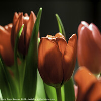 Buy canvas prints of Red tulips in sun with dark background by Anthony David Baynes ARPS