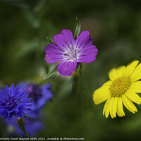 Buy canvas prints of Blue cornflower, mauve geranium, and yellow daisy by Anthony David Baynes ARPS